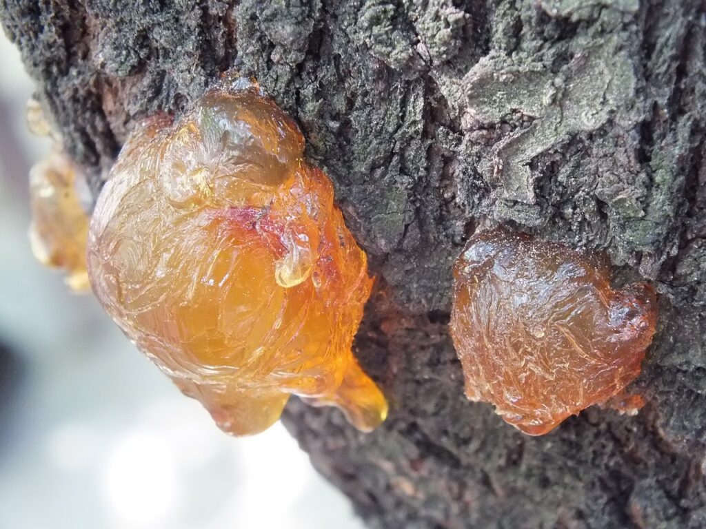 resin, bark, trunk